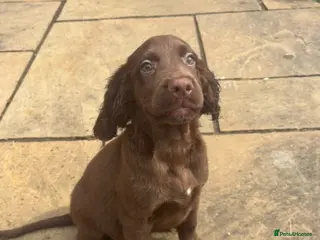 Cocker Spaniel dogs Lovely cockerspaniel puppies - Advert 5