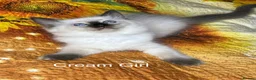 Ragdoll cats for sale: 💖Fabulous Pure Ragdoll Kittens Waiting for Love❤️ - Advert 9