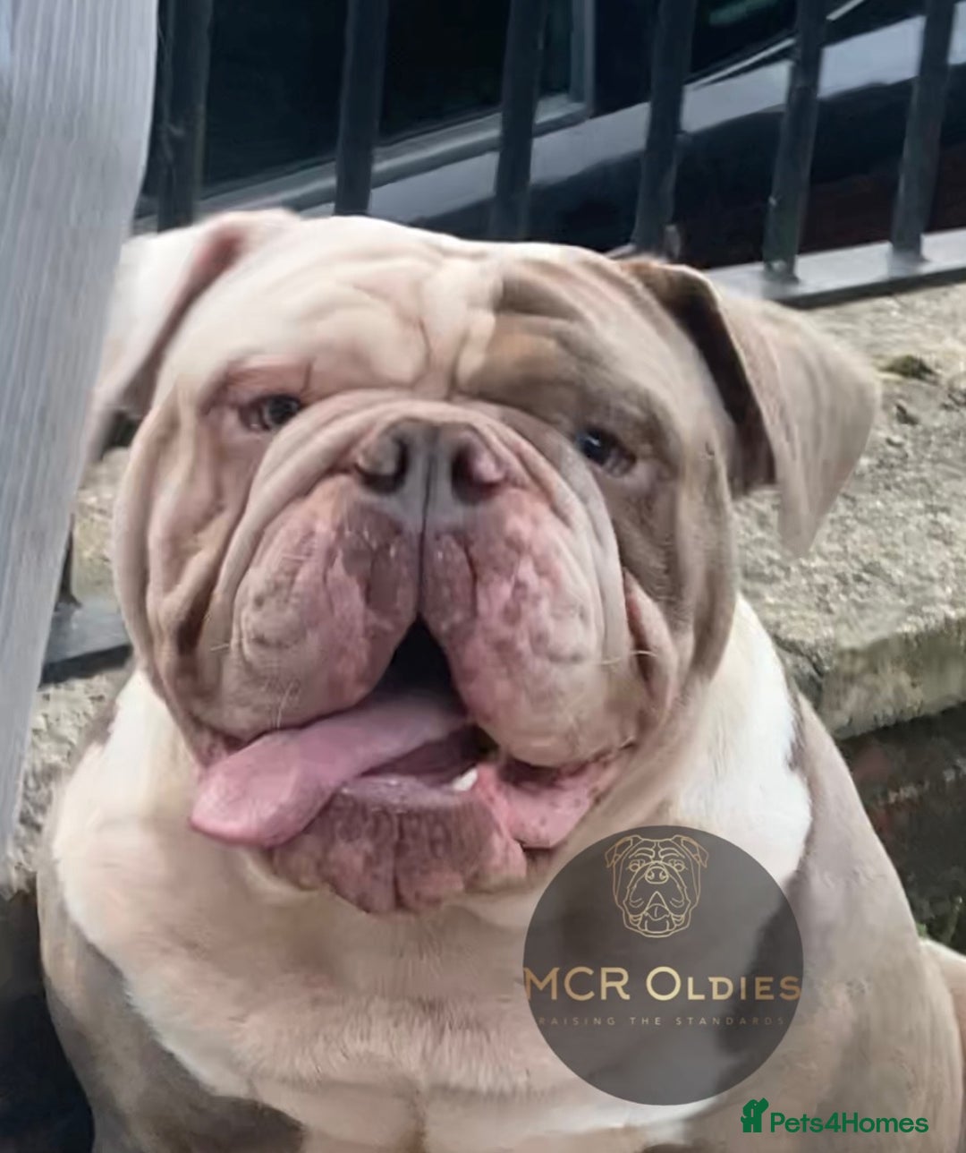 Olde English Bulldogge dogs for stud: Hip and Elbow Scored Bullguards Diego @ MCR Oldies in Bury - Image 4