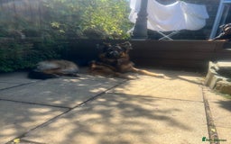 Mixed Breed dogs for sale: Rottweiler x German shepherd male puppies - Image 17