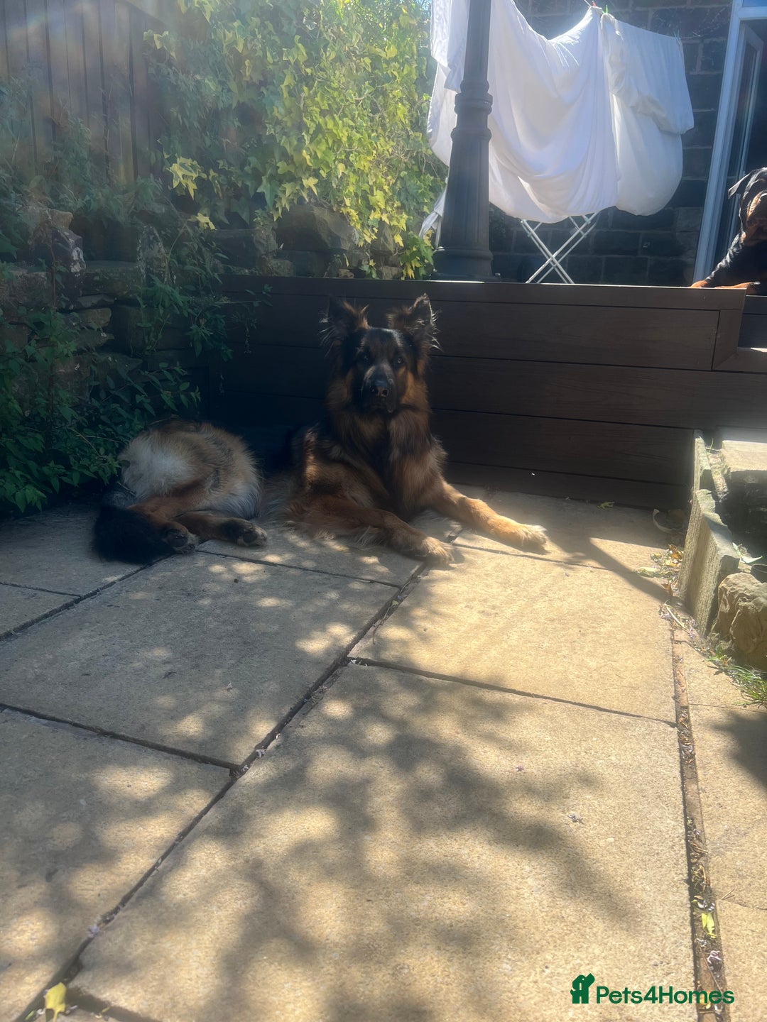 Mixed Breed dogs for sale: Rottweiler x German shepherd male puppies - Image 17