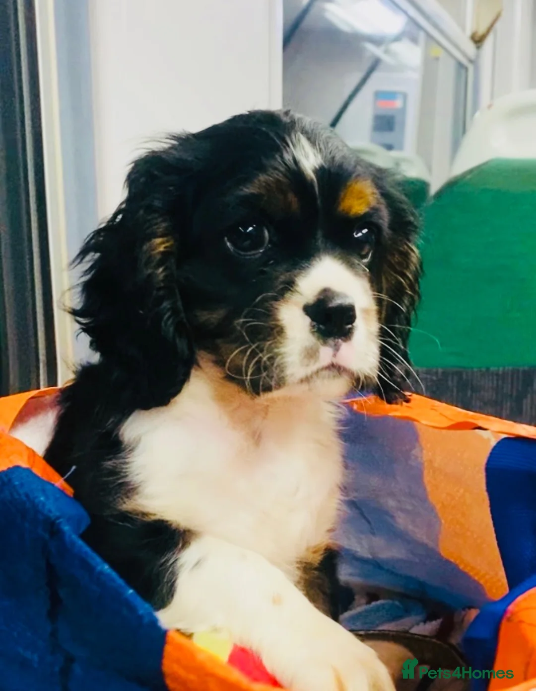 Cava Tzu dogs for sale: Stunning Tricolour Cava Tzu Boy – Cavalier Look - Advert 1