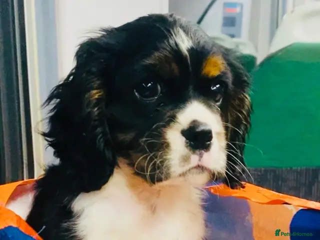 Cava Tzu dogs Stunning Tricolour Cava Tzu Boy – Cavalier Look - Advert 1