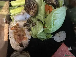 Snails invertebrates Giant African land snails - Advert 12