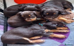 Cocker Spaniel dogs for sale: Chocolate & Tan, Working cocker boys available! - Image 2