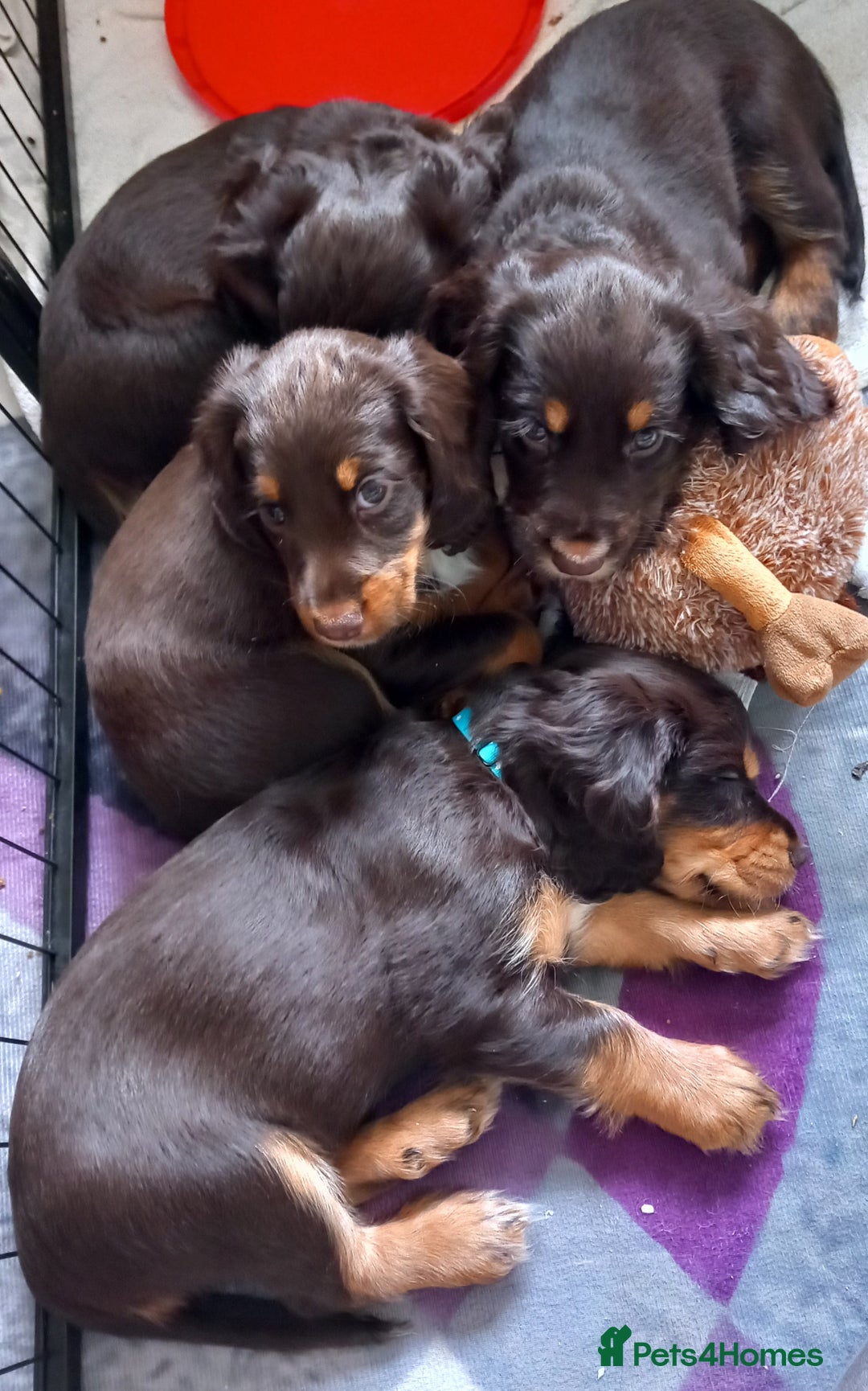 Cocker Spaniel dogs for sale: Chocolate & Tan, Working cocker boys available! - Image 2
