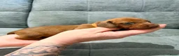 Miniature Dachshund dogs for sale: Beautiful KC Registered Puppies – 6 Boys & 1 Girl - Advert 11