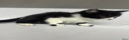 Mixed Breed cats for sale: Half Russian blu - Advert 28