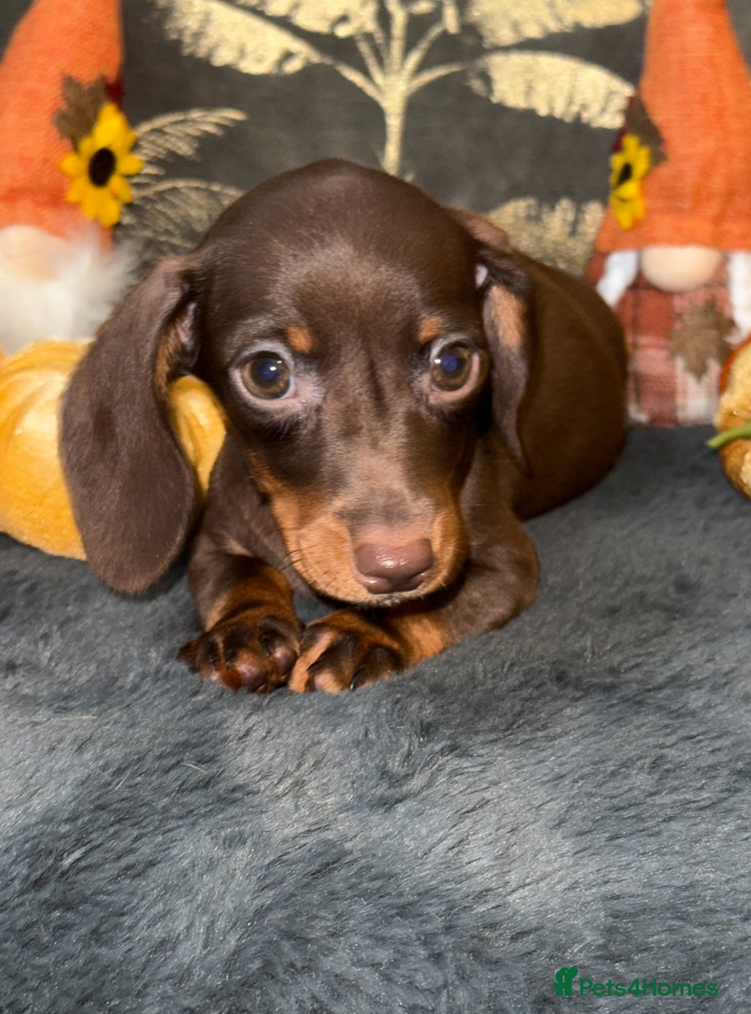 Miniature Dachshund dogs for sale: 🩷💙Stunning KC Mini Dachshund Puppies💙 - Image 5