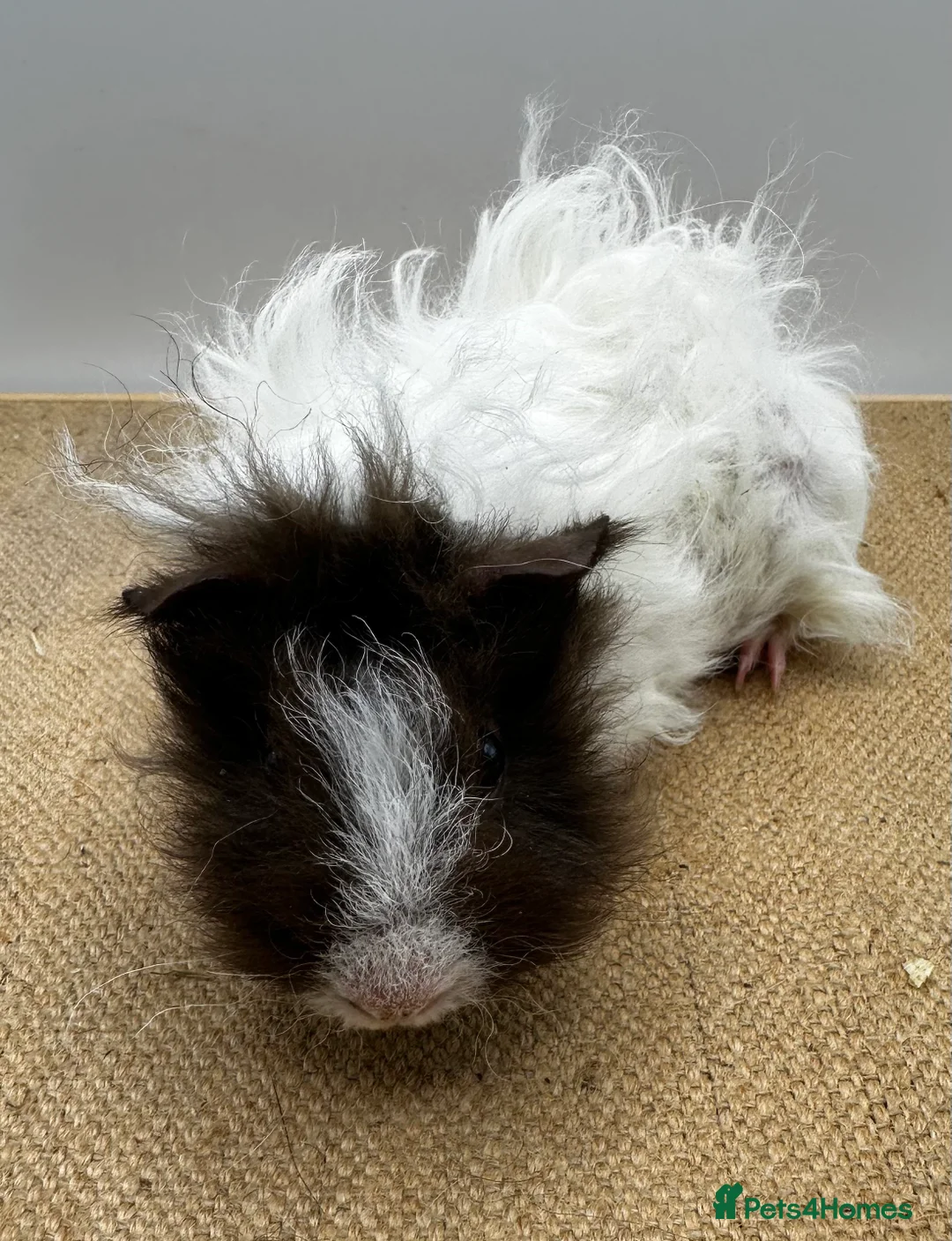 Guinea Pig rodents for sale: 2x Bonded Lunkarya Boars  - Advert 2