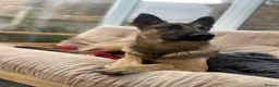 Mixed Breed dogs for sale: 🐾 Experienced home wanted! Belgian Malinois x GSD in Bodmin - Advert 3
