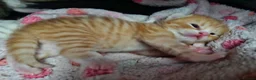 Mixed Breed cats for sale: Male and female tabby and ginger kittens  - Advert 5