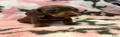 Miniature Dachshund 1