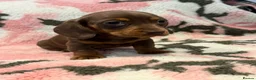 Miniature Dachshund dogs for sale: STUNNING MINIATURE DACHSHUND PUPS - Advert 6