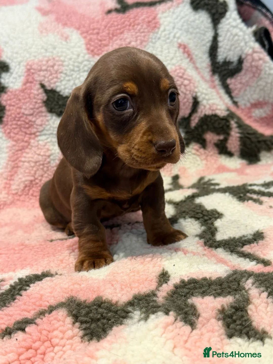 Miniature Dachshund dogs for sale: STUNNING MINIATURE DACHSHUND PUPS - Advert 6