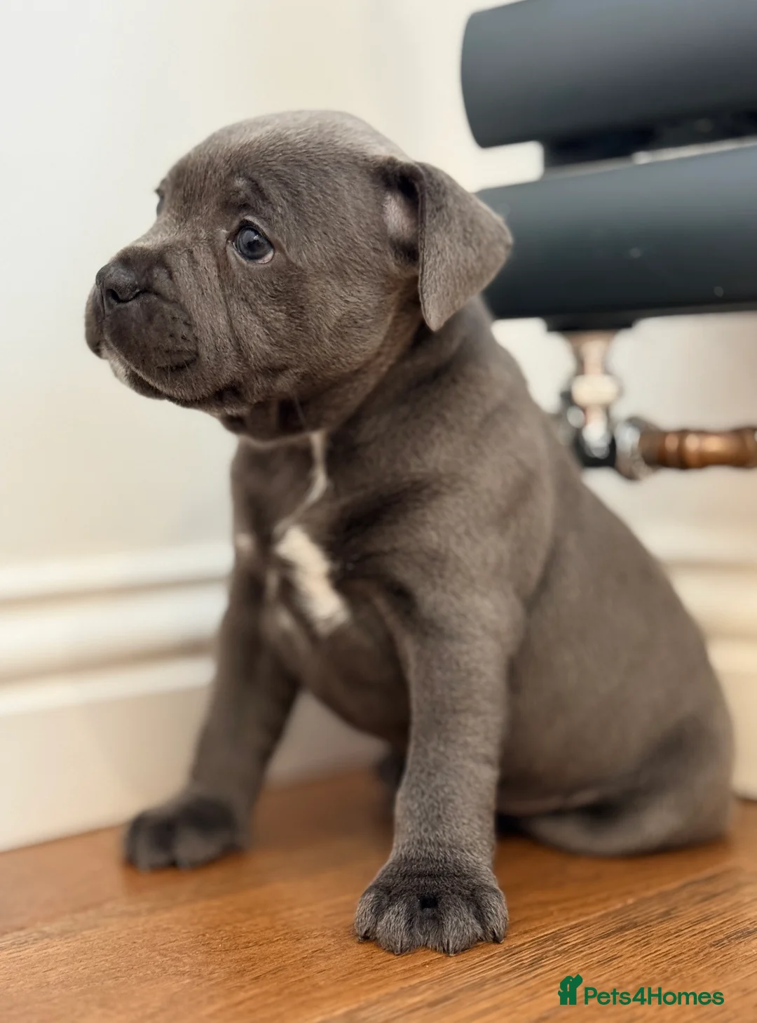 Staffordshire Bull Terrier dogs for sale: ❗️Adorable Staffy Puppies for Sale❗️ - Advert 14