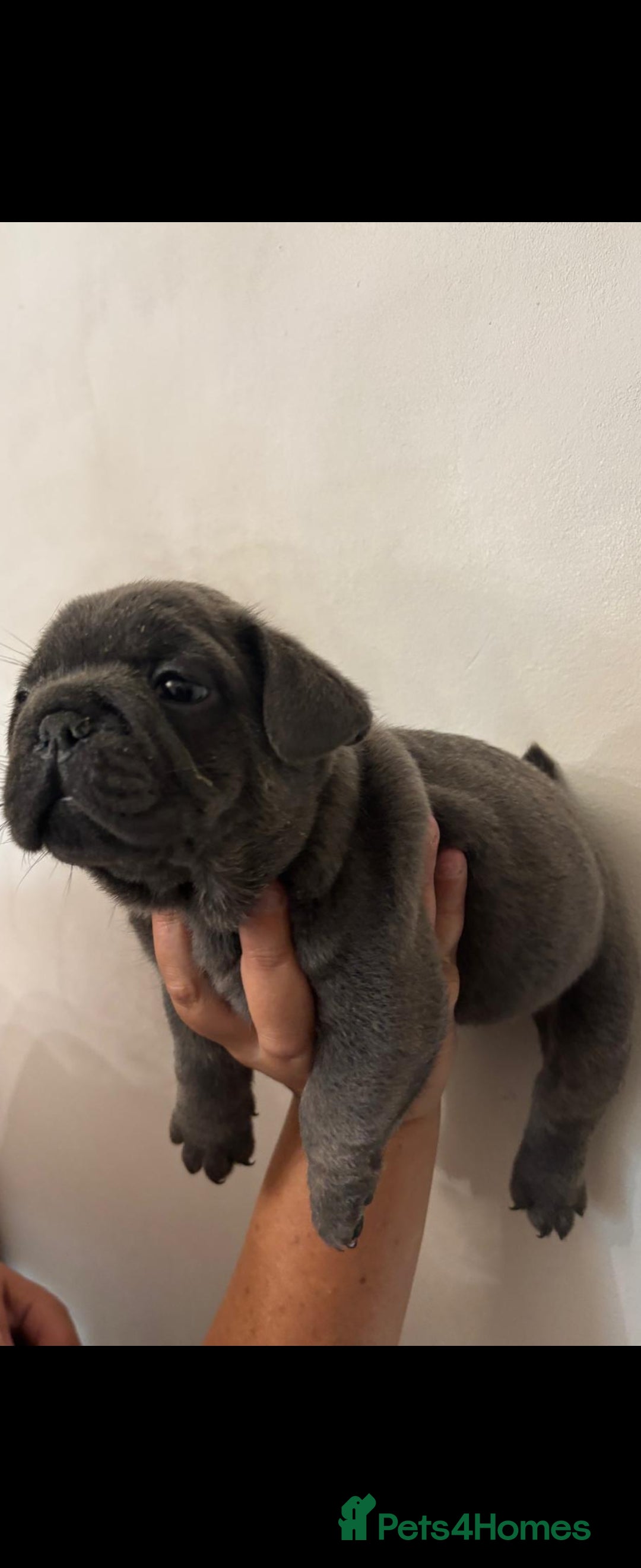Mixed Breed dogs for sale: Mini bully's  - Image 5