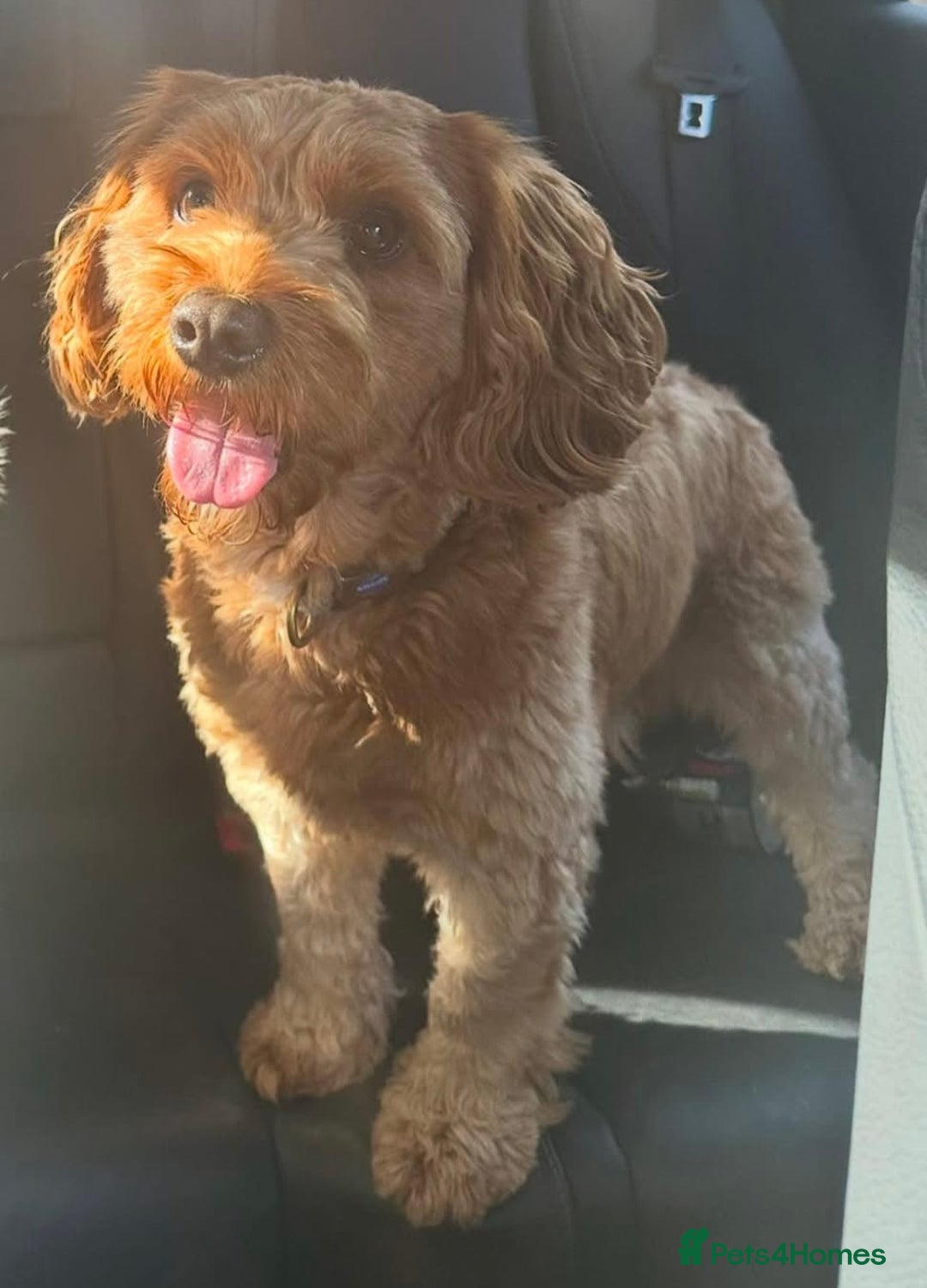 Mixed Breed dogs for sale: Cocker spaniel x Cavapoo puppies  - Image 8