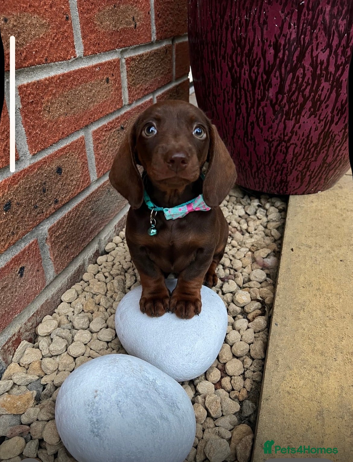 Dachshund dogs 💎💎 Rare Solid Blue & Choc & Tan  Dachshunds  - Advert 1