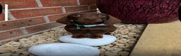 Dachshund dogs for sale: 💎💎 Rare Solid Blue & Choc & Tan Mini Dachshunds  - Advert 3