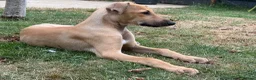 Greyhound dogs for sale: Hungarian Greyhound Pups - Advert 1