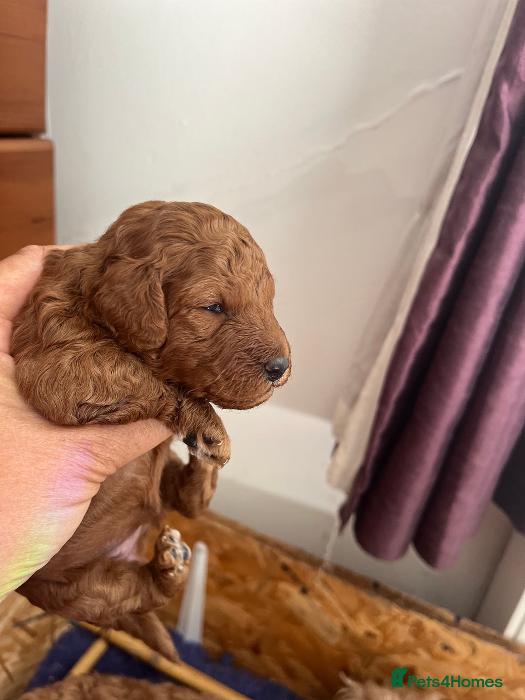 Cockapoo dogs for sale: Gorgeous F1b fox red cockapoo puppies  - Image 21