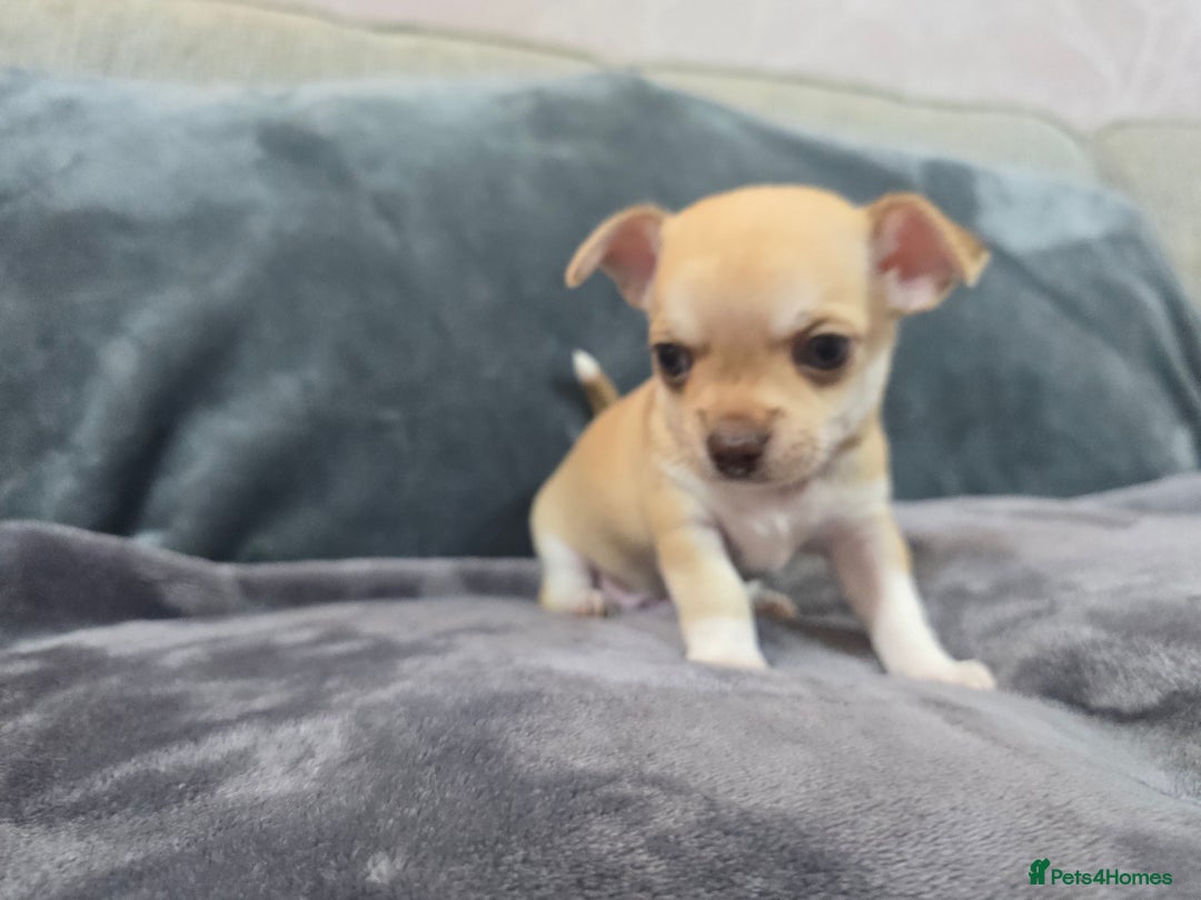 Chihuahua dogs for sale: Chihuahua pedigree pups. Not KC. - Image 34