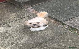 Zuchon dogs for sale: Benji  - Image 2