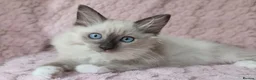Ragdoll cats for sale: Stunning Female Ragdoll Ready Now. - Advert 1