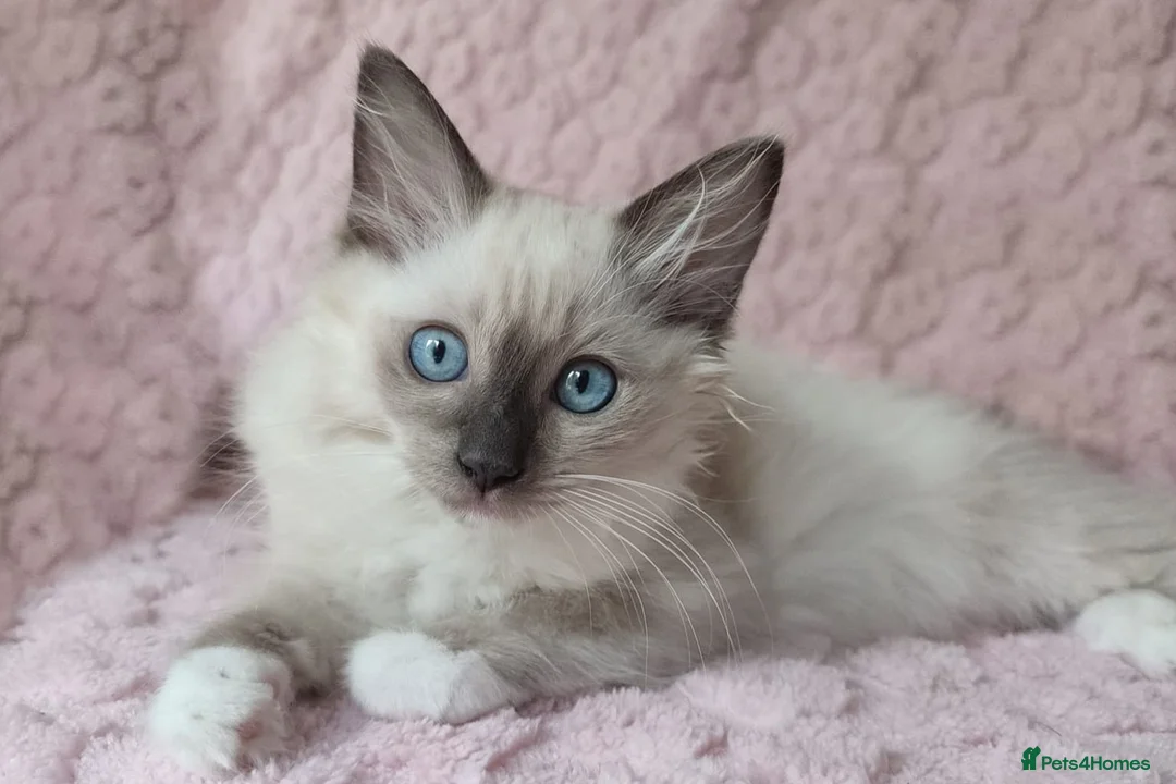 Ragdoll cats for sale: Stunning Female Ragdoll Ready Now. - Advert 1