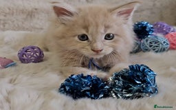 Maine Coon cats for sale: GCCF Registered Pedigree Maine Coon Kittens - Image 8