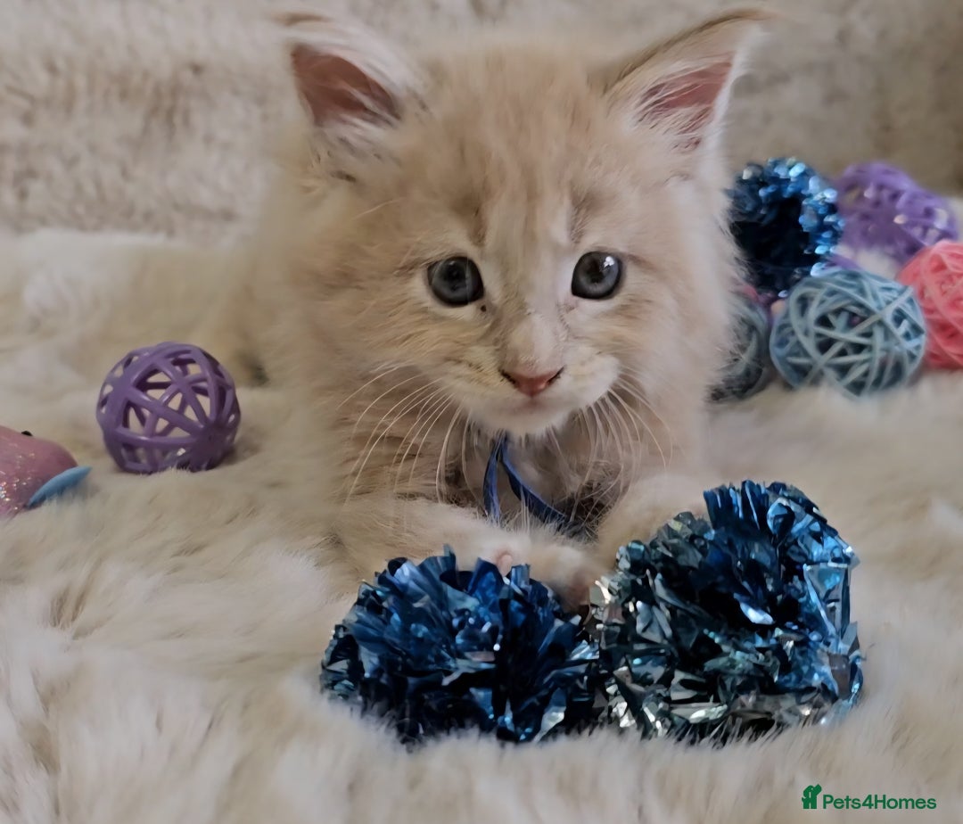 Maine Coon cats for sale: GCCF Registered Pedigree Maine Coon Kittens - Image 8
