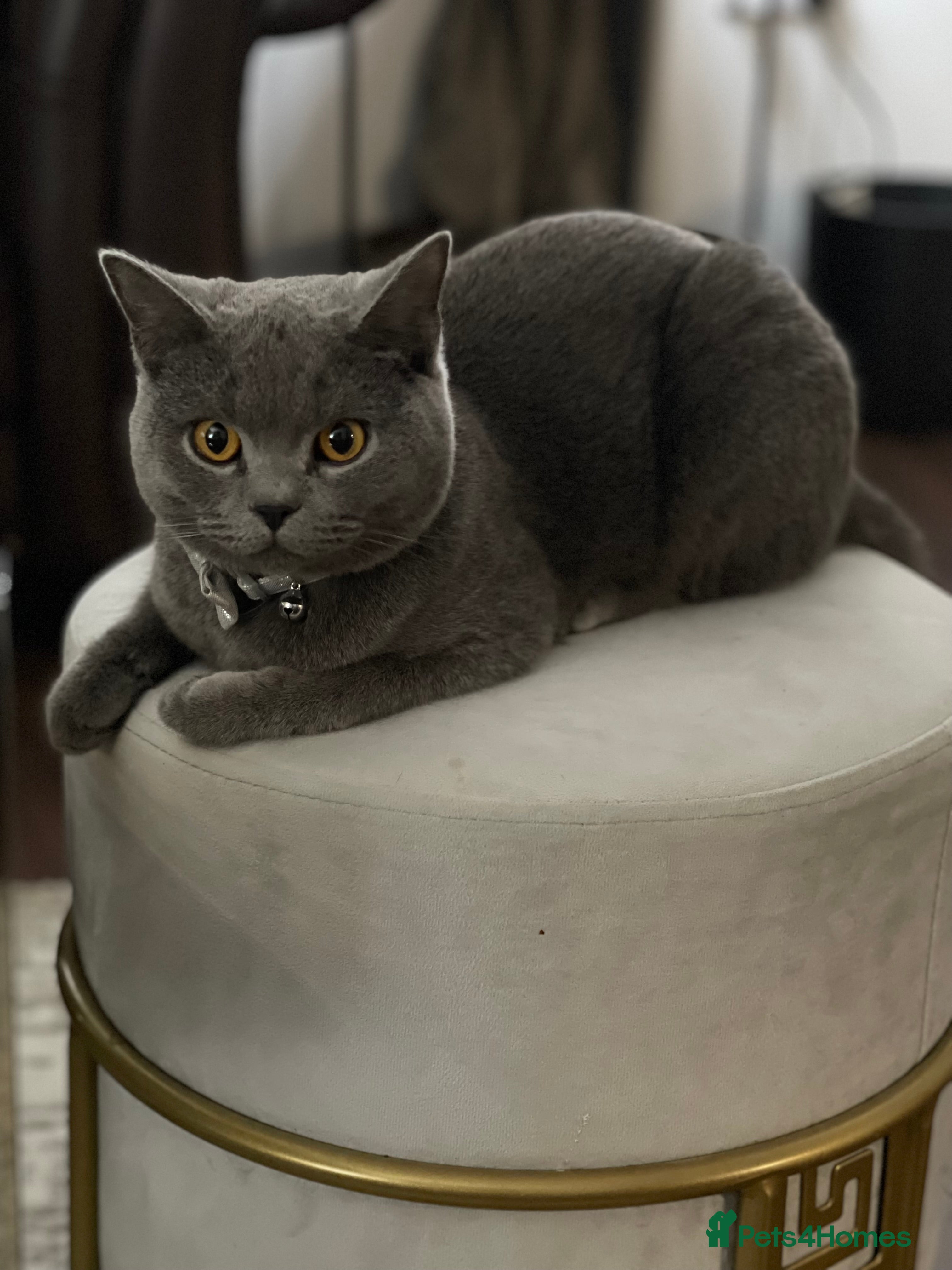 Coco