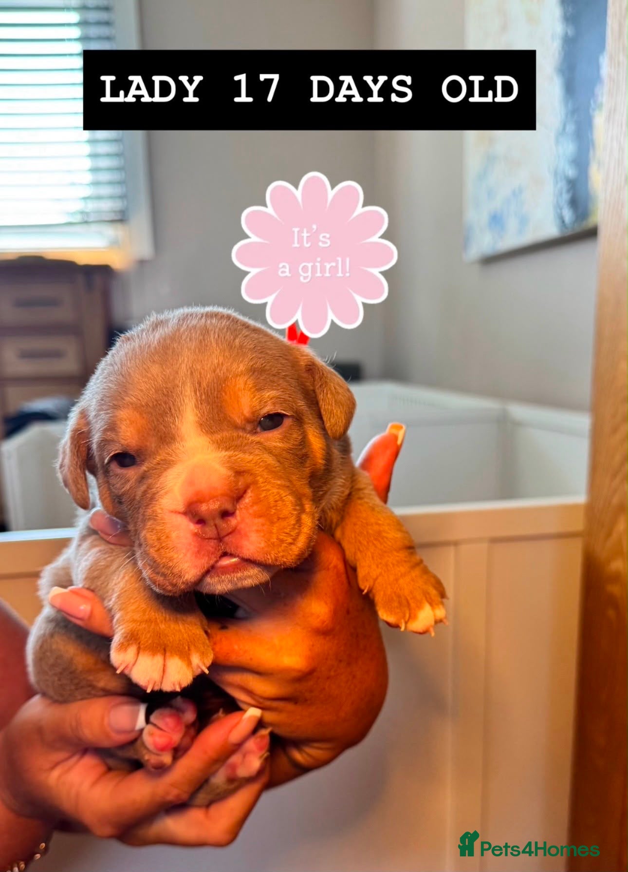 Olde English Bulldogge dogs Olde English Bulldogge, Mix Colours & Fluffy Gene - Advert 2