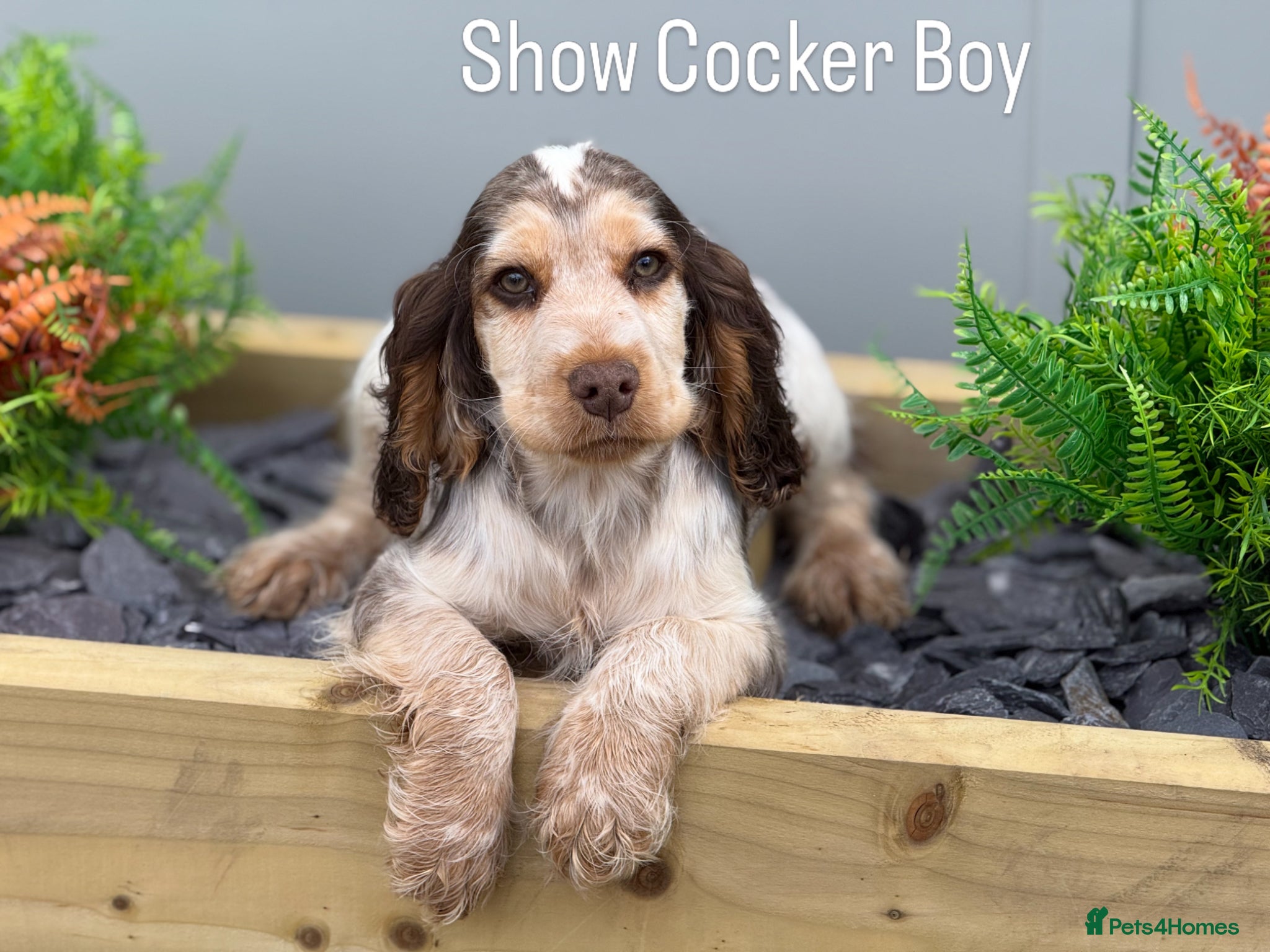 Cocker Spaniel dogs Stunning KC Show Cocker Spaniel 2 boys ready now  - Advert 5