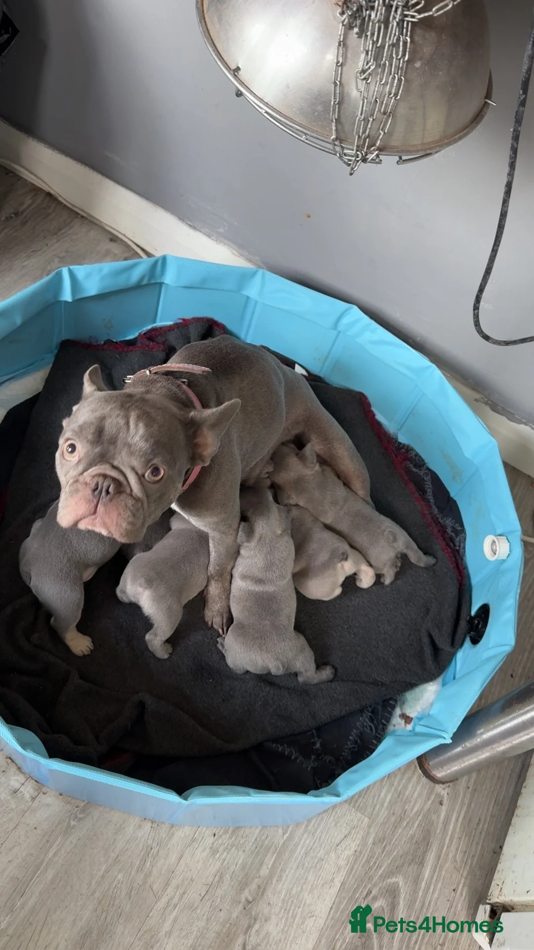 French Bulldog dogs for sale: French bull - Advert 2