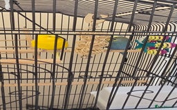 Budgerigars birds for sale: Free to good home collection only - Image 1