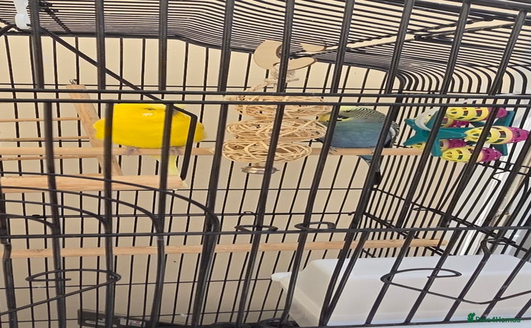 Budgerigars birds - Advert 7