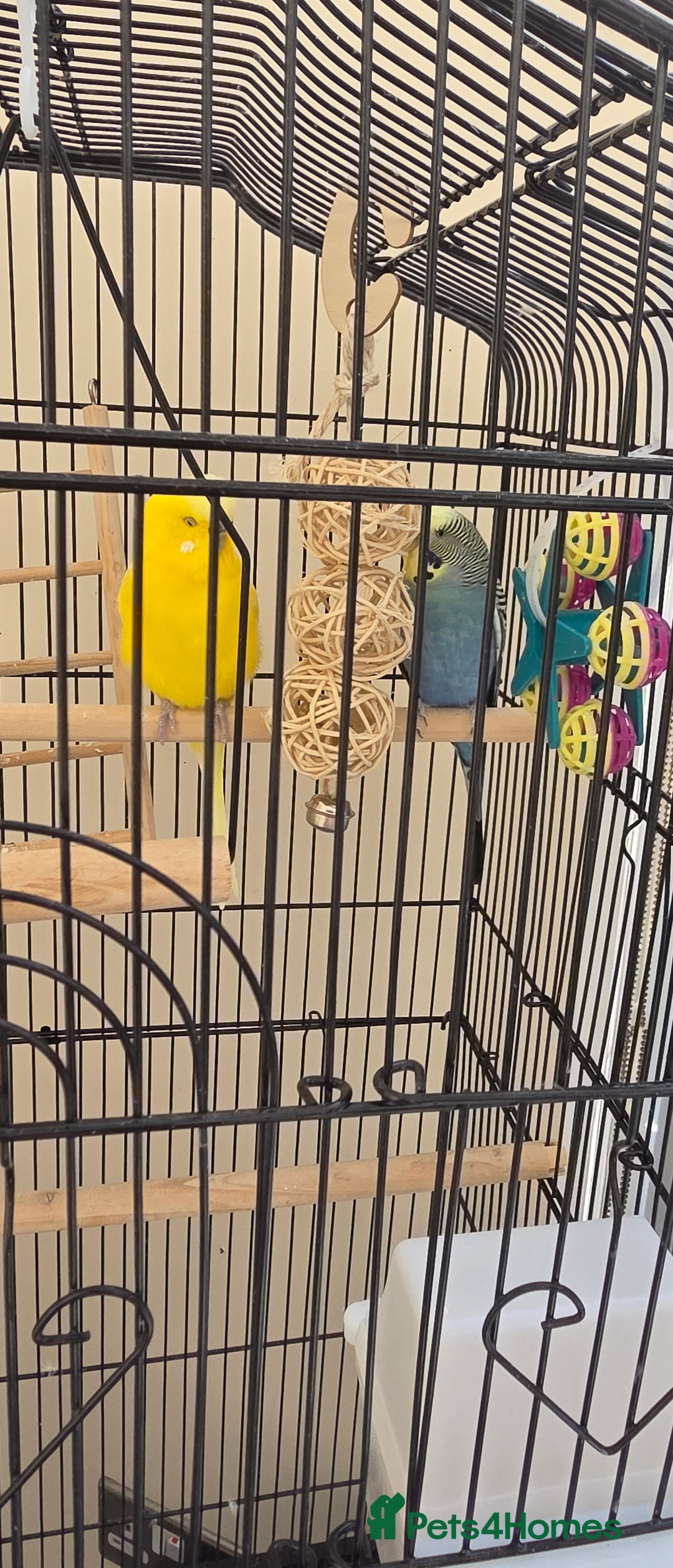 Budgerigars birds for sale: Free to good home collection only - Image 1