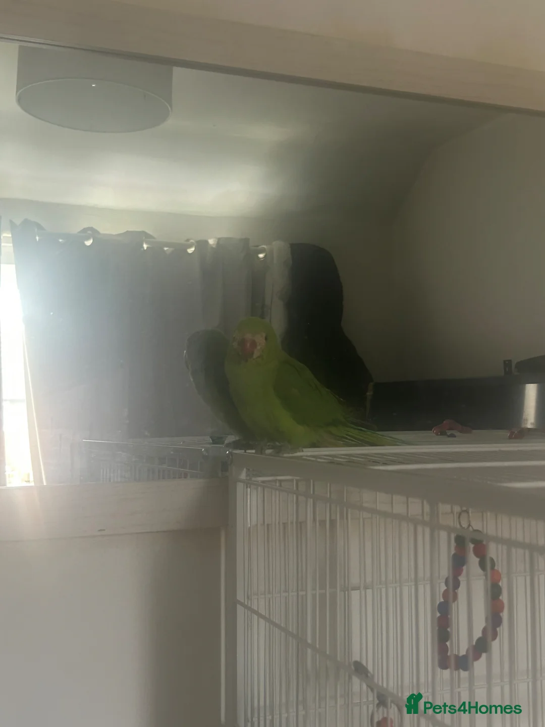 Parrots birds for sale: Indian ringneck parrot - Advert 2