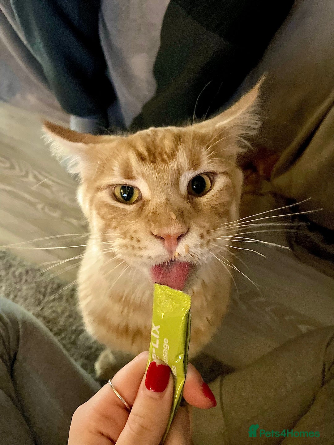 Maine Coon cats for sale: Donnie The Maine Coon - 4 y/o in Stoke-on-Trent - Image 9