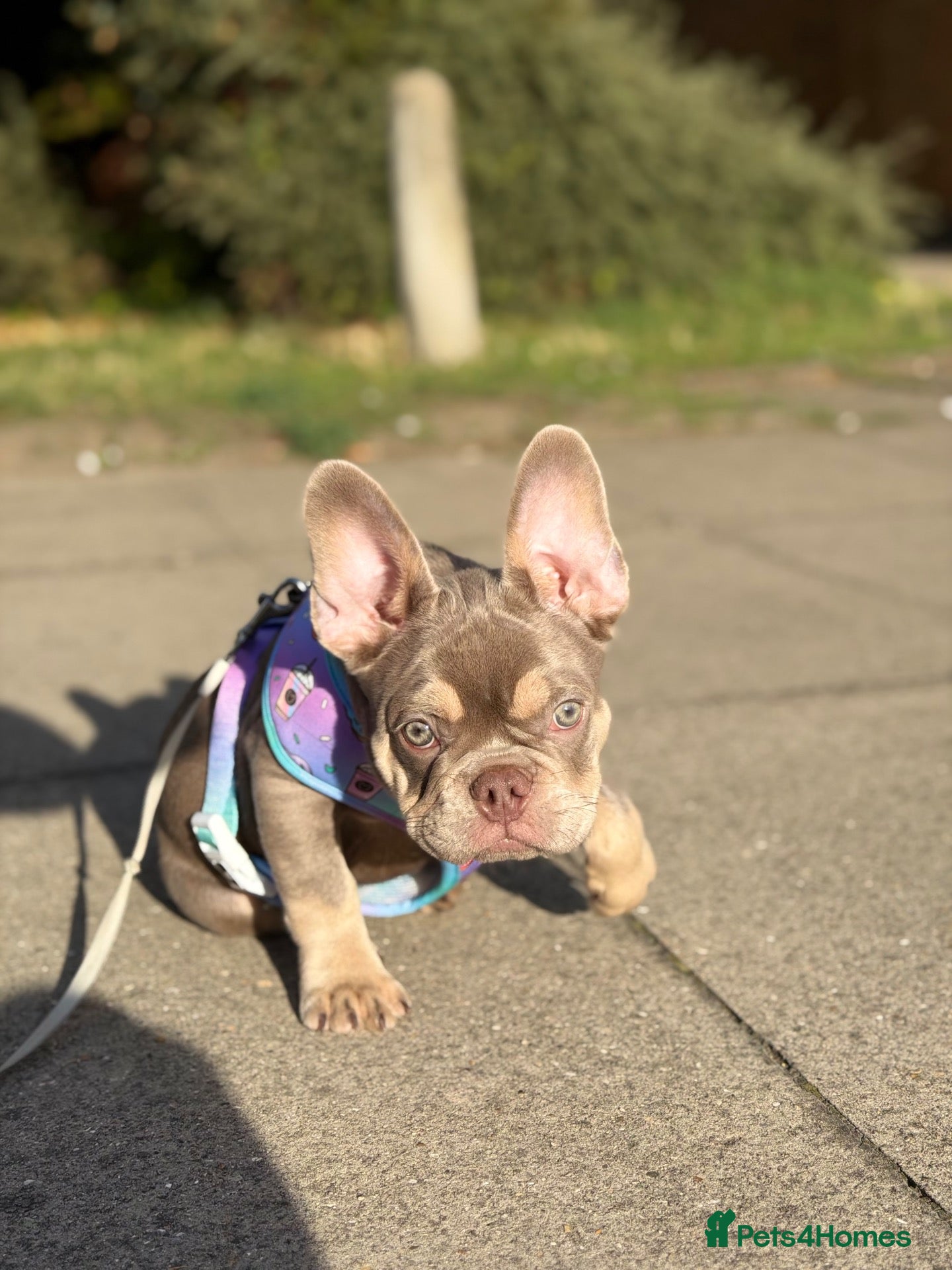 French Bulldog dogs KC Fully health clear French bulldog female - Advert 1