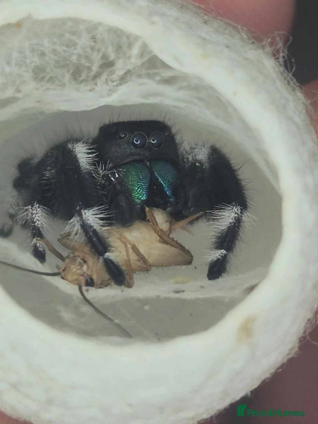 Spiders invertebrates for sale: Apalachicola Jumping spider - Advert 9