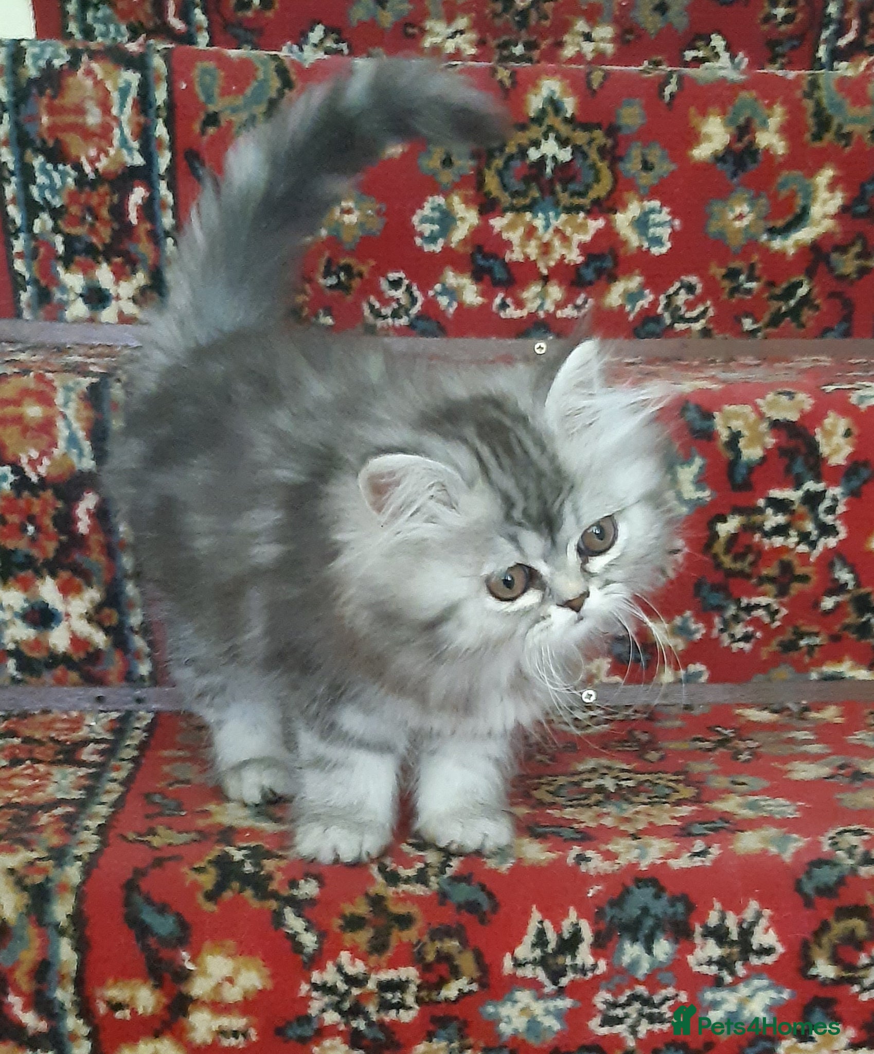 Persian cats Chocolate Box Kittens - Advert 6
