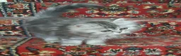 Persian cats for sale: Chocolate Box Kittens - Advert 1