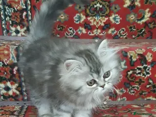 Persian cats Chocolate Box Kittens - Advert 6