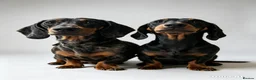 Dachshund dogs for stud: Dates Available with a Super Sexy Sausage!  - Advert 2