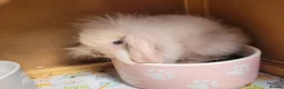 Mini Lion Lop rabbits for sale: Adorable Mini Lion Lops - READY JULY 1ST - Advert 26