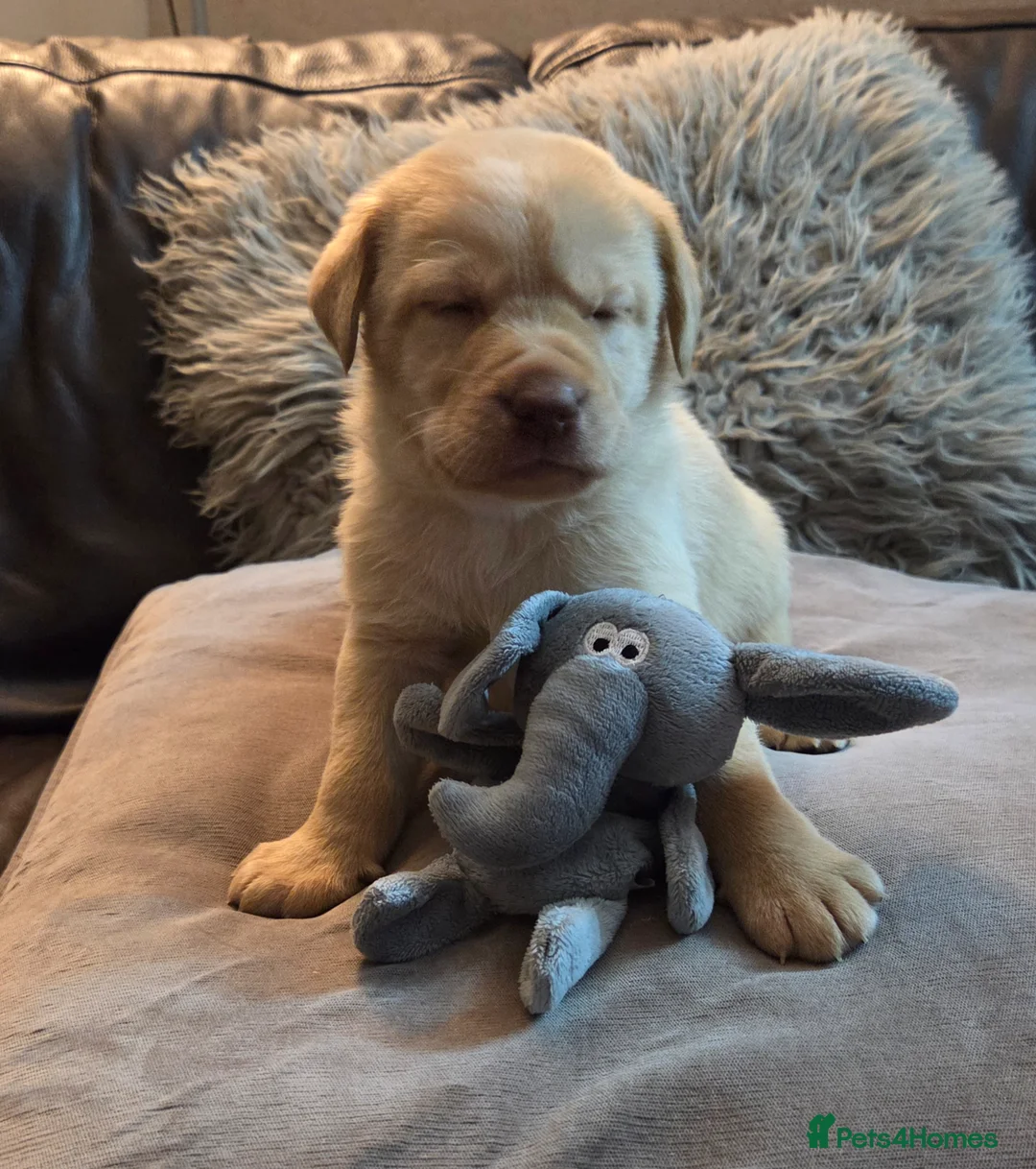 Labrador Retriever dogs for sale: Kc Registered quality labrador BOYS AVAILABLE  - Advert 1