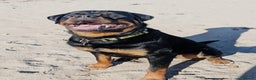 Rottweiler dogs for stud: For Stud  - Advert 2